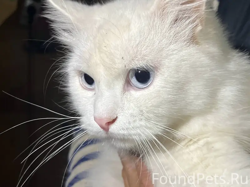 Симферополь Котик ,найденный в...