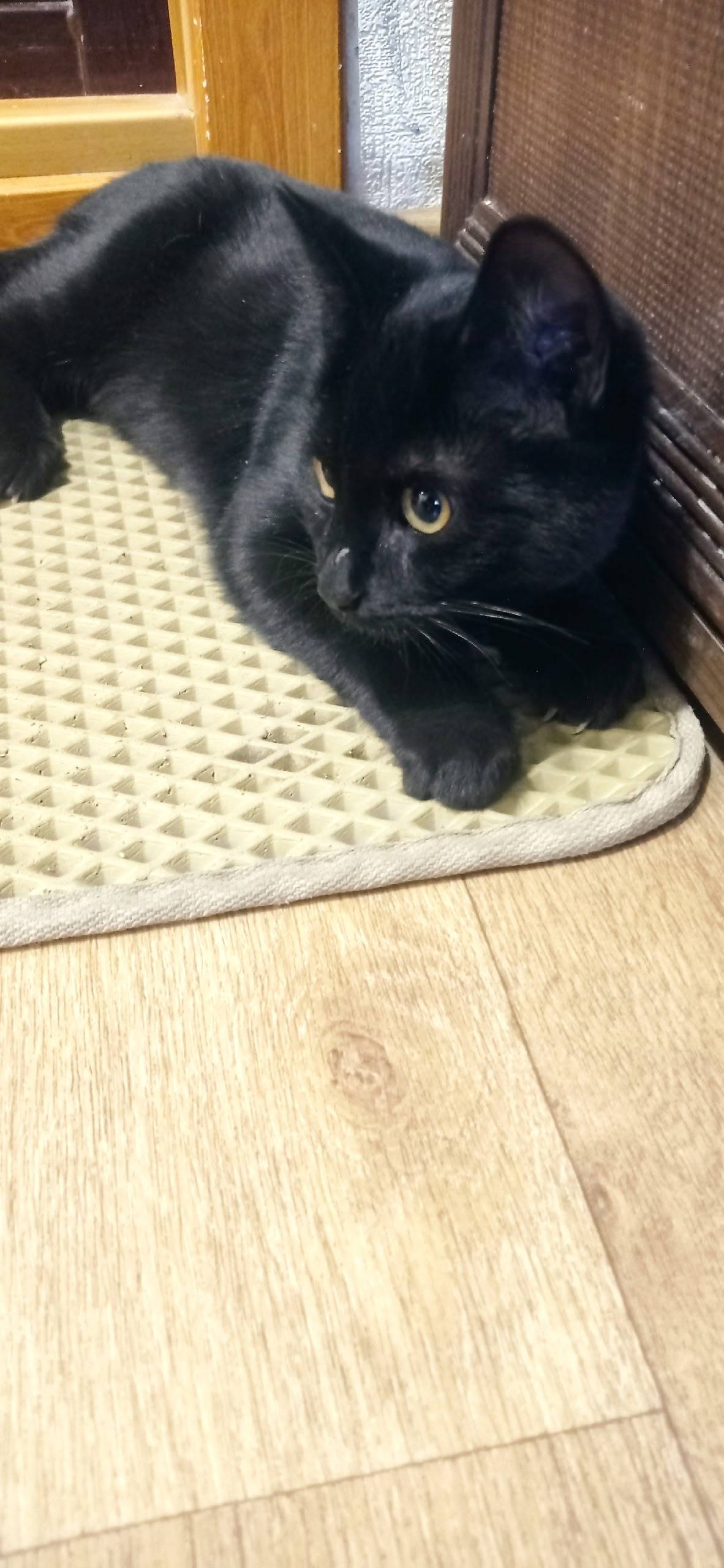 12 квартал найден кот, (возрас...