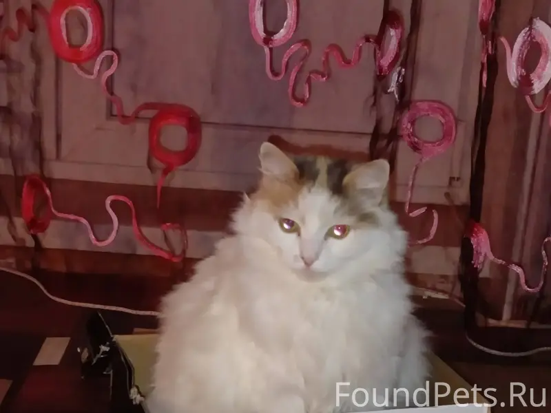 Пропала возрастная кошка! В ра...