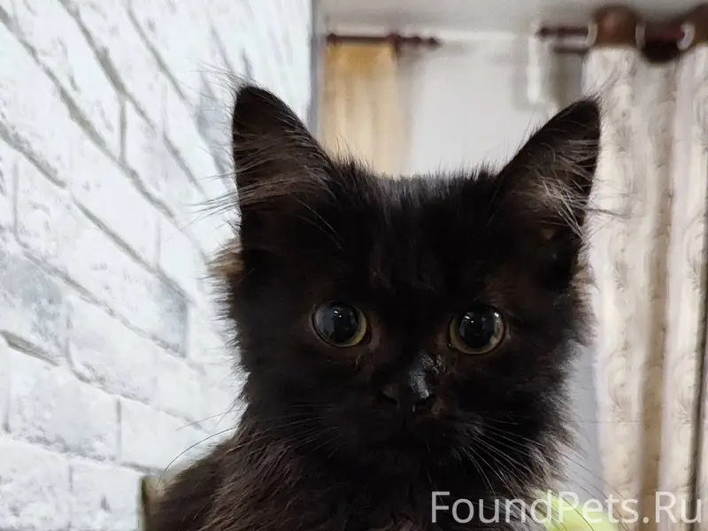 ‼️Найден маленький котёнок в м...