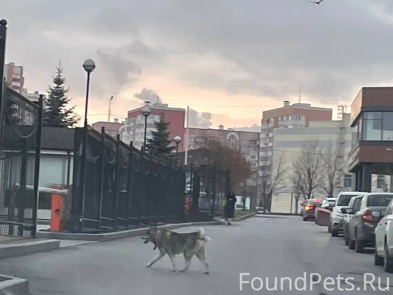 На Туганлык(Большие Клыки)пес ...