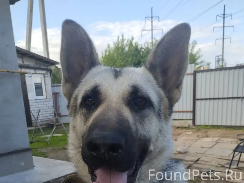 Пропала собака вечером 25.11 в...