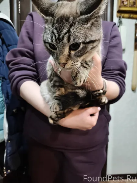 Найден кот. В районе Гагарина ...