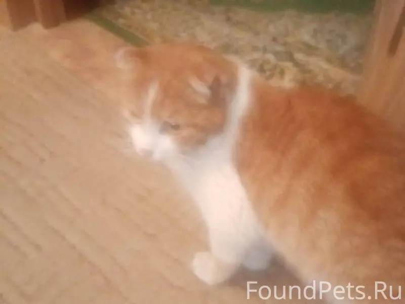 Найден кот вислоухий. Район Ци...