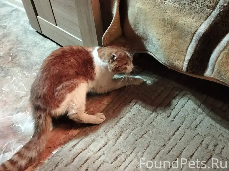 Найден кот в подвале дома номе...