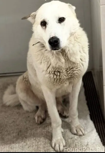 Потерялся пес. Район Старого х...