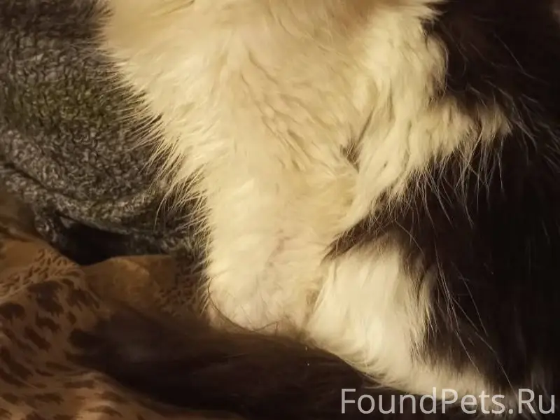 Добрый день, пропала кошечка н...