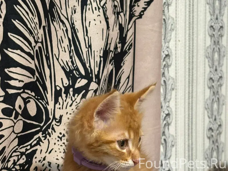 Здравствуйте, пропал рыжий кот...