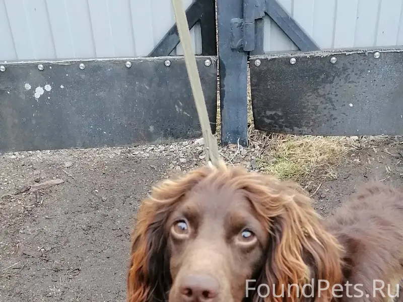 Добрый день, найден пес в с...