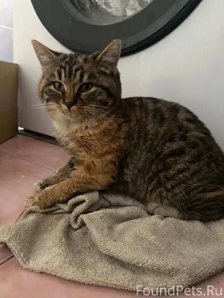 Потеряшка🐈 Нашли котенка, сиде...