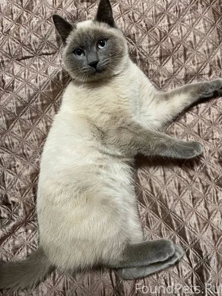 Найден кот в Истоке (ДНТ Сокол...