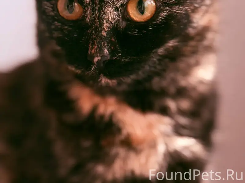 Хозяева найдитесь 🙏🏼🙏🏼🙏🏼 кто п...