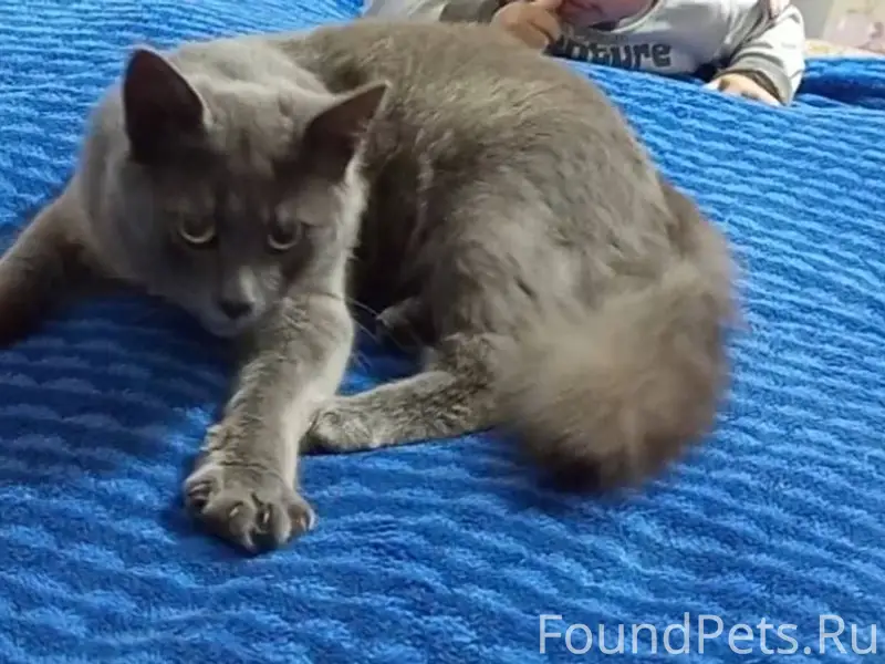 Пропал кот в районе новой,арте...