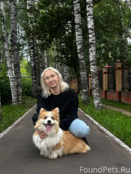 ПРОПАЛА СОБАКА ‼️‼️‼️КОРГИ ‼️‼...