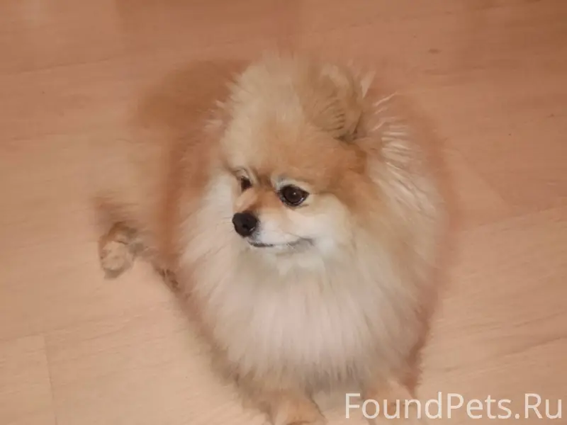 Найден Померанский шпиц. Бегал...