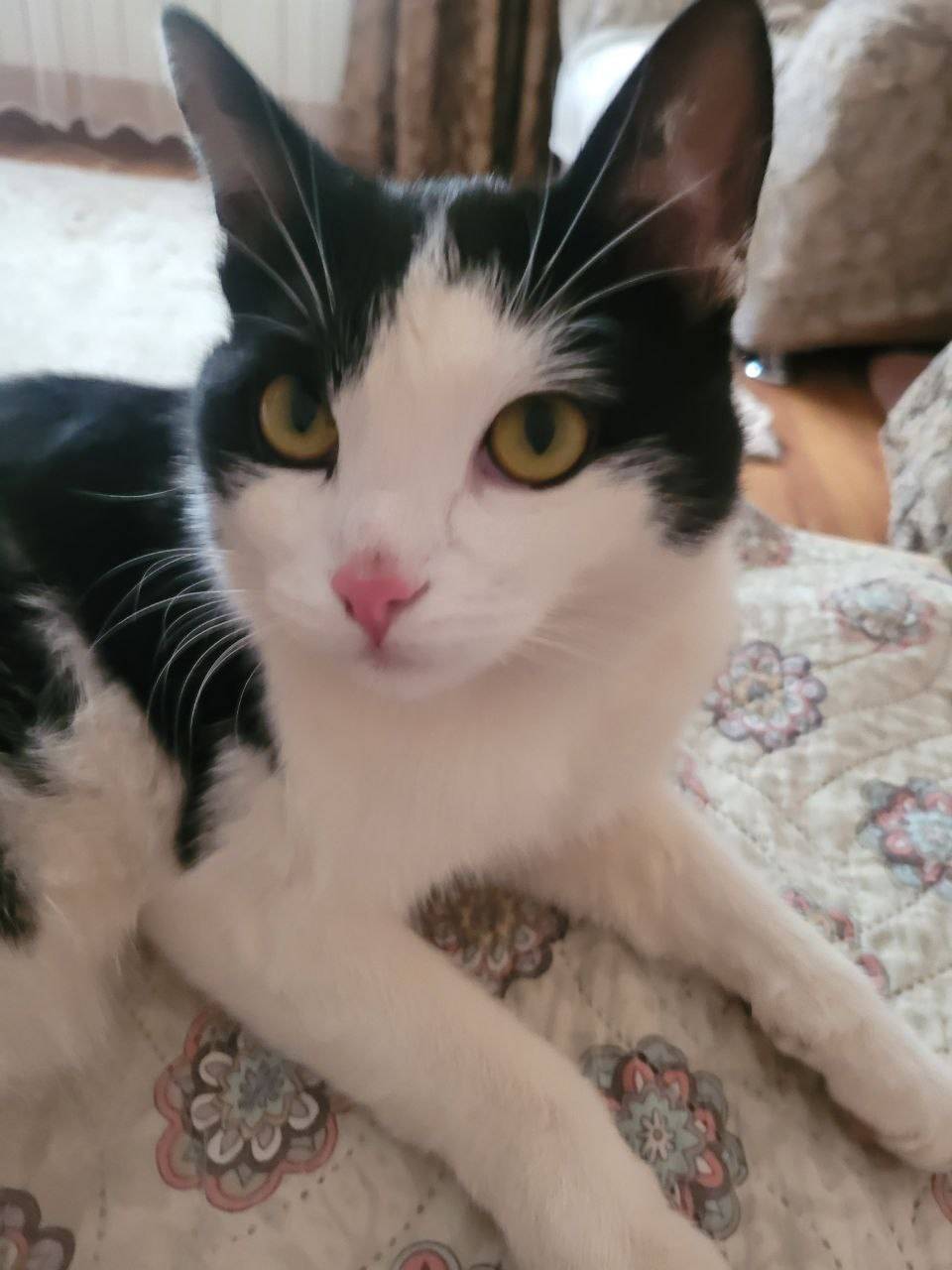 ПРОПАЛ KOT!!! 25.11.25 на...