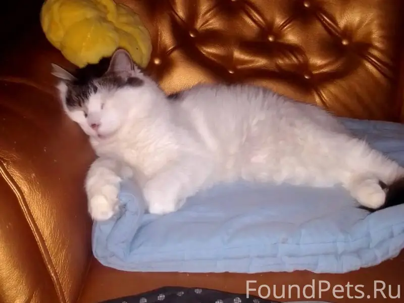 Пропал кот в районе ул. Вокзал...