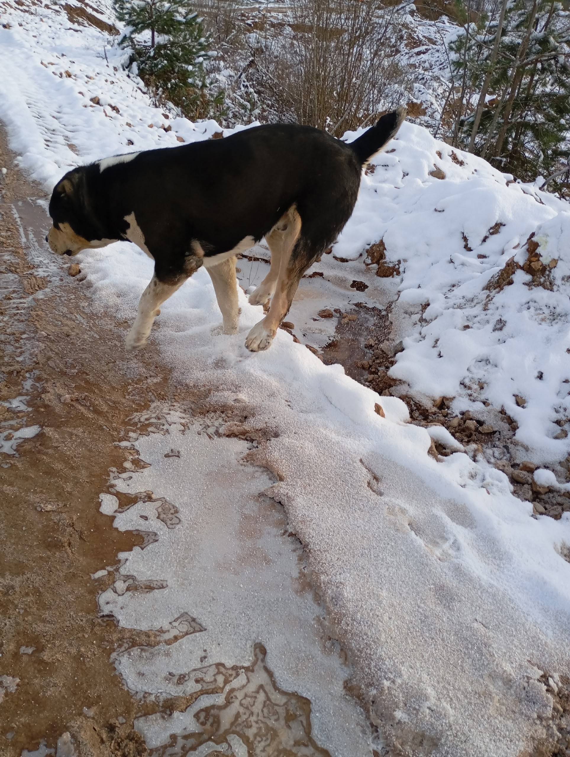 Пропала собака, зовут Ларик, п...