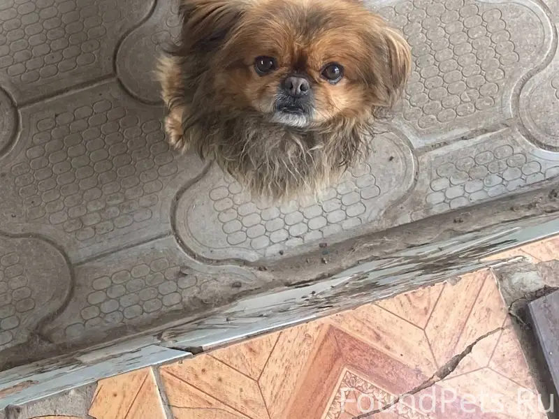 ❗️Пропала собака❗️ Вчера вышел...