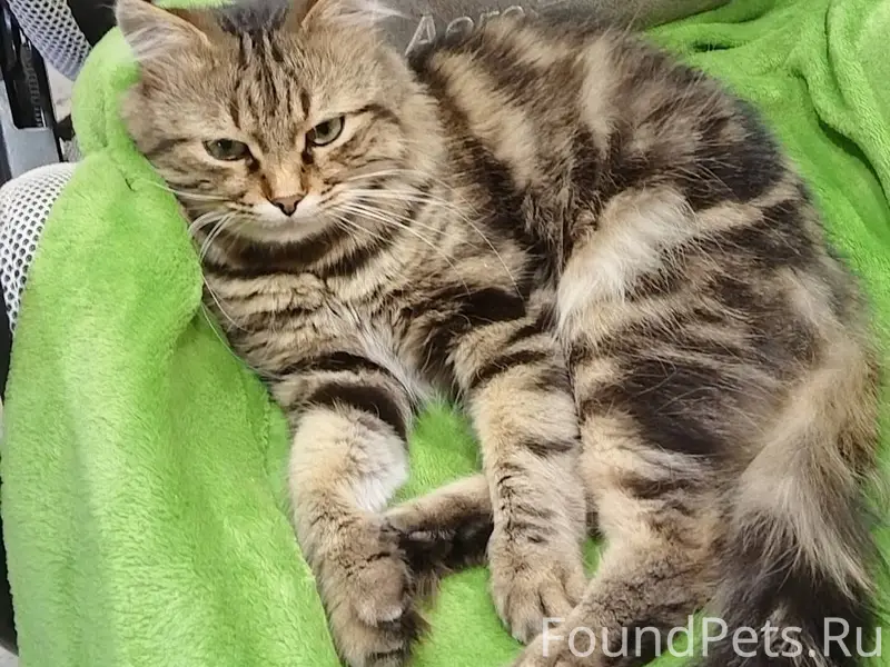 Пропал наш любимый кот, в райо...