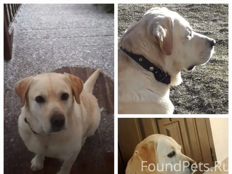 ❗️❗️ПОТЕРЯЛСЯ СОБАКА❗️❗️ 24 но...