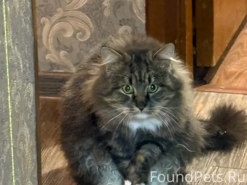 Пропал кот с нефтяников 11, мо...