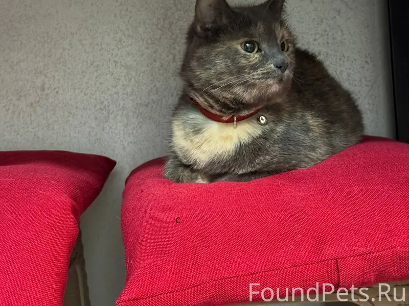 ‼️НАЙДЕНА КОШКА‼️ Молодая дево...