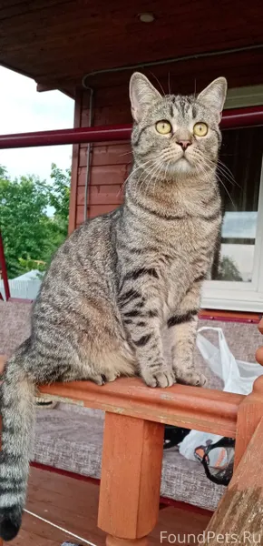 Пропал домашний кот, зовут Бус...