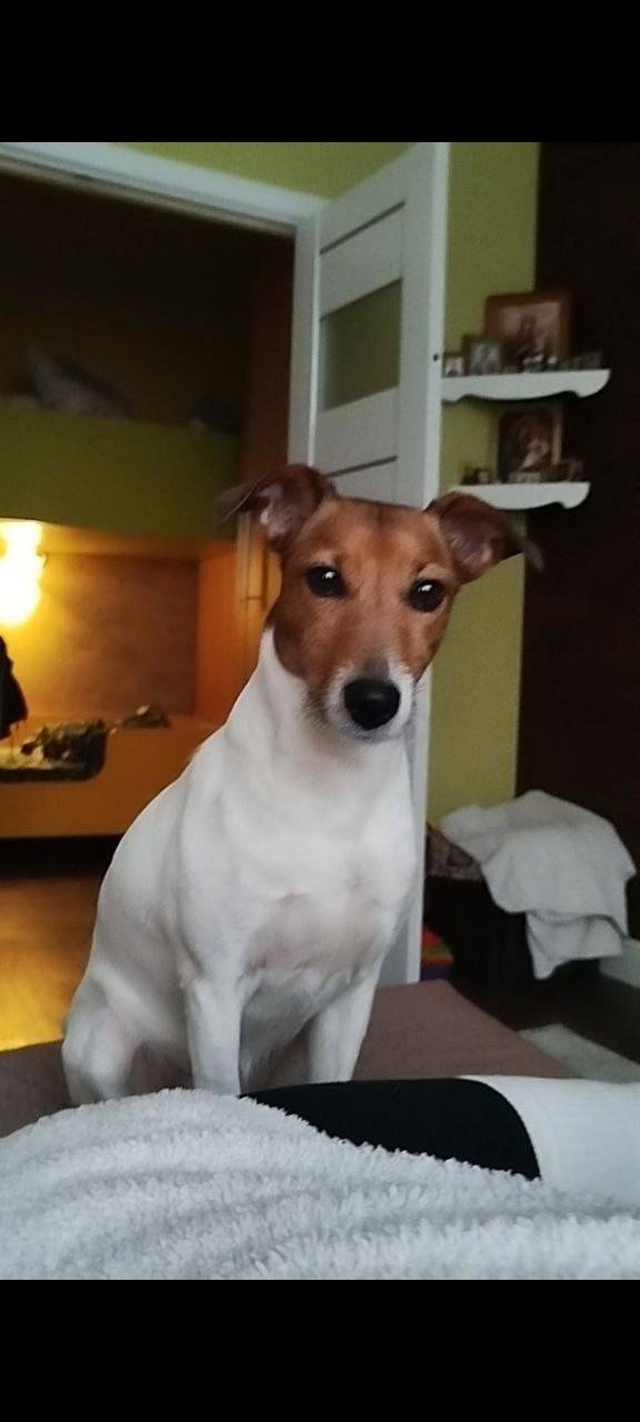 Пропала собака,Джек Рассел,кли...