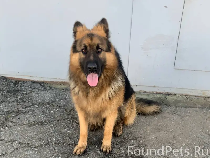 Молодой кобель, явно домашний,...