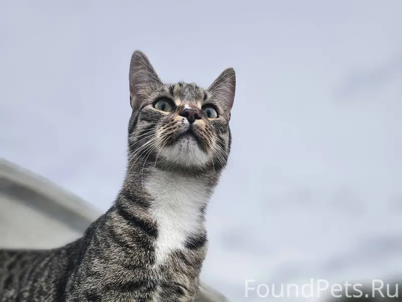 Добрый день!Пропал кот,по клич...