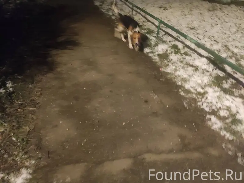 Чей пёс убежал? вощле 19 дома....