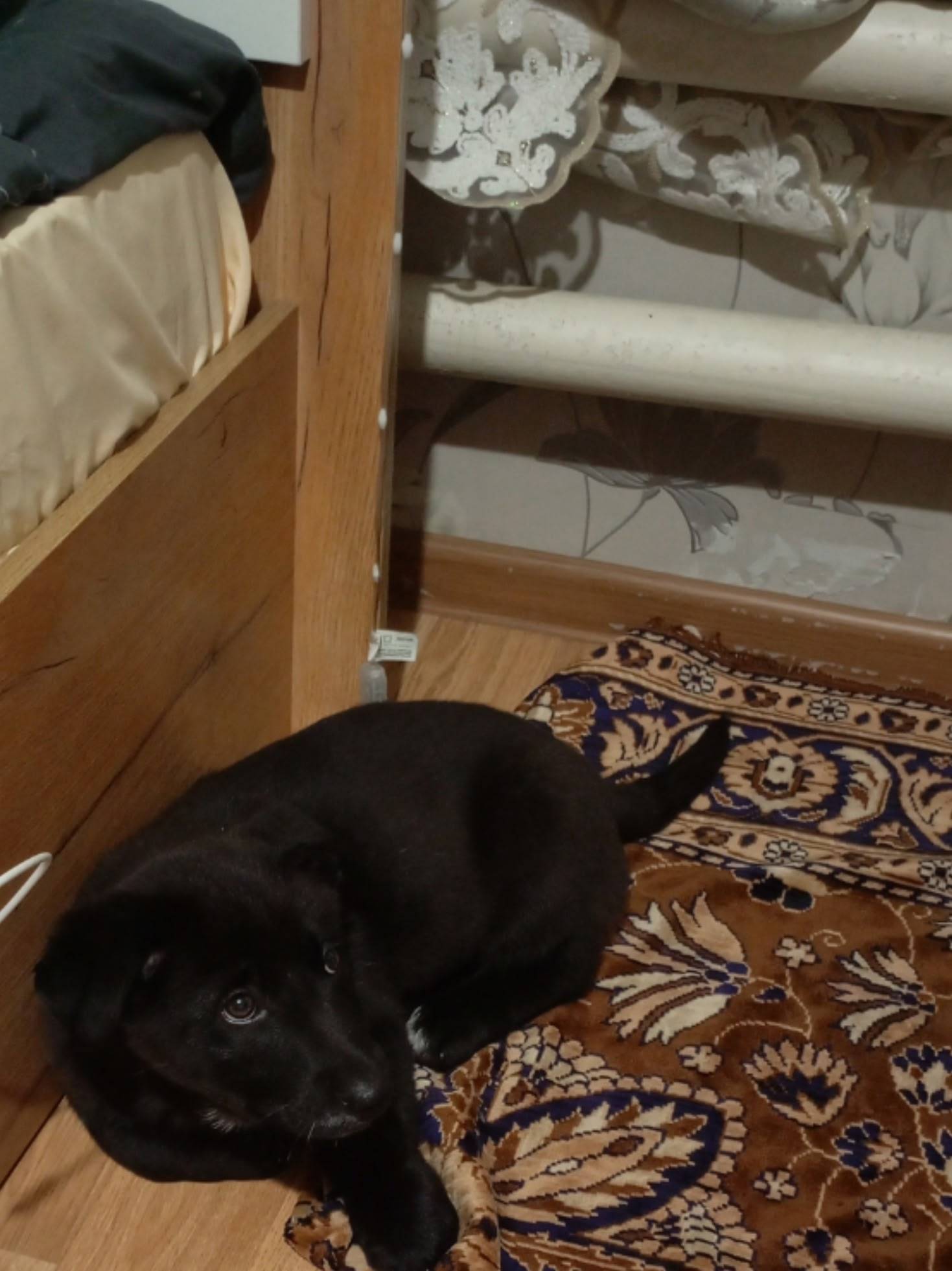 Потерялся щенок ( мальчик) на ...