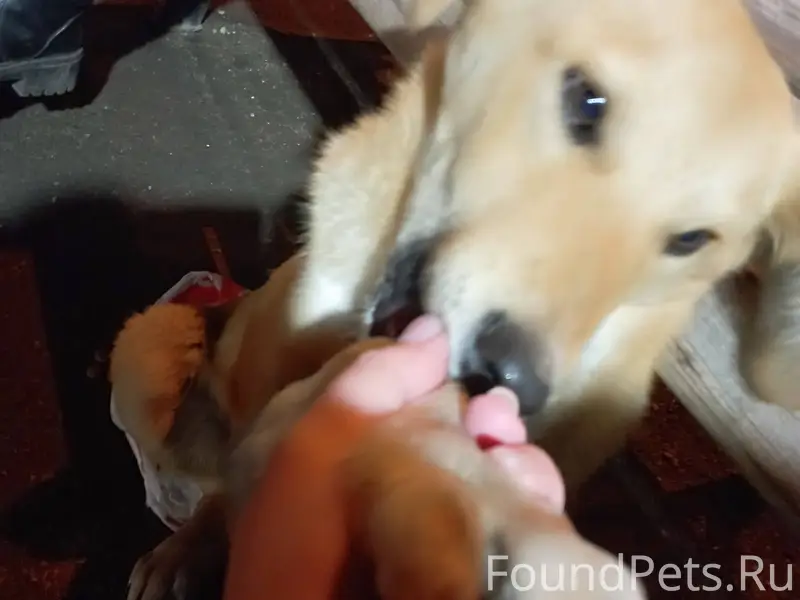 Срочно! Найден щенок в Ленинск...