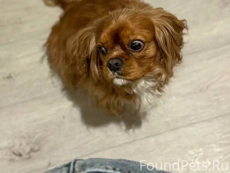 Здравствуйте. Пропал пес - кли...