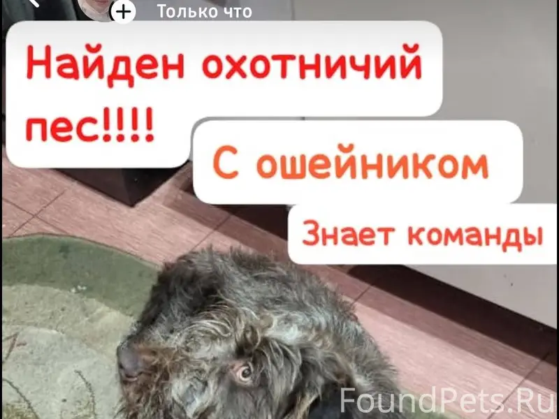 Срочно!!! Найден охотничий пес...