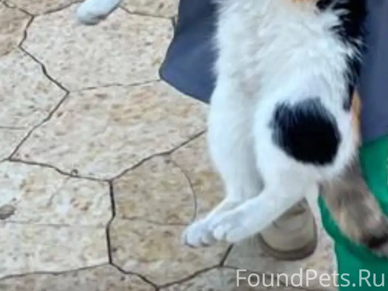 Пропала трехцветная кошка-подр...