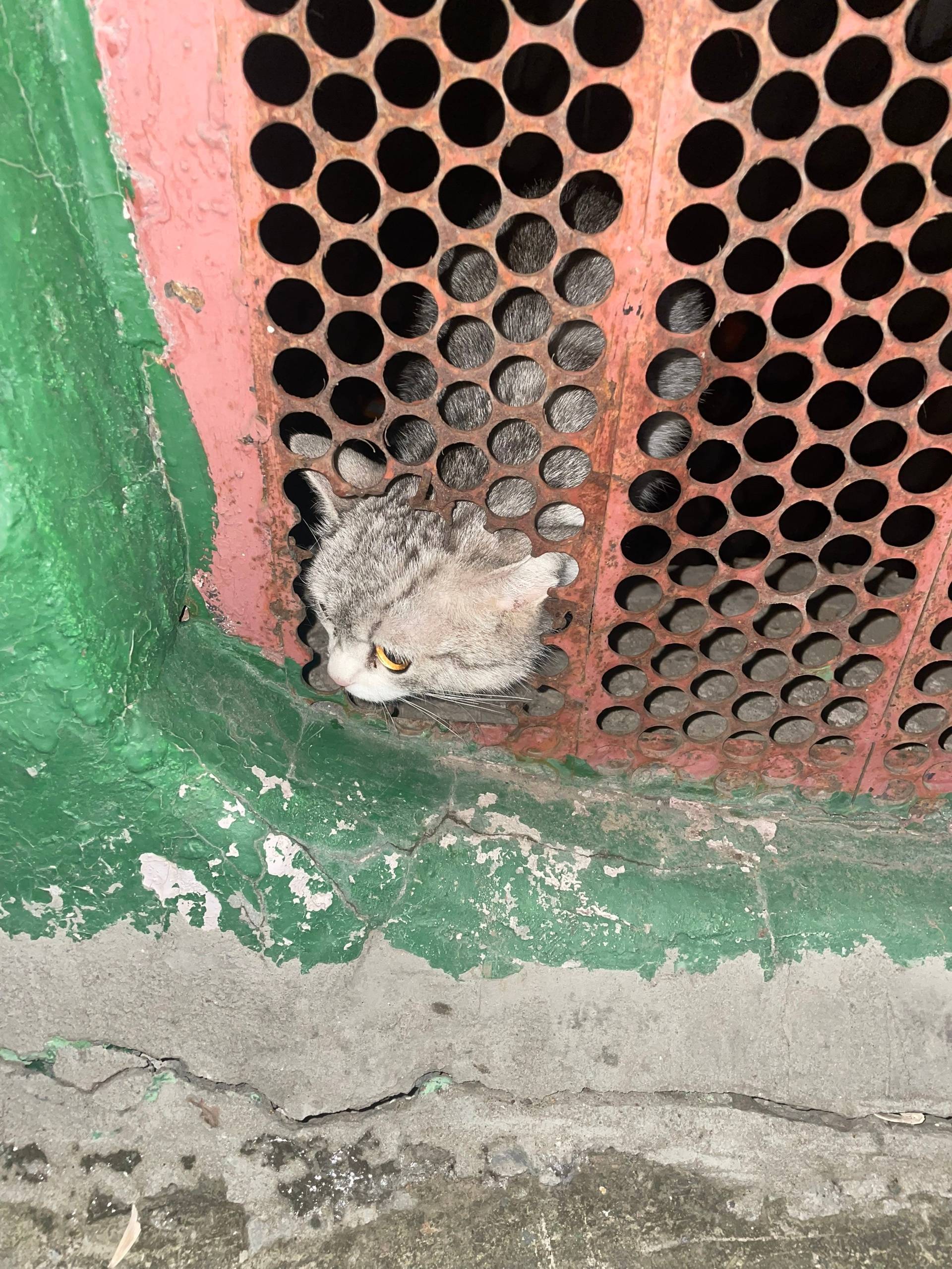 Найден вот такой котенок, неиз...