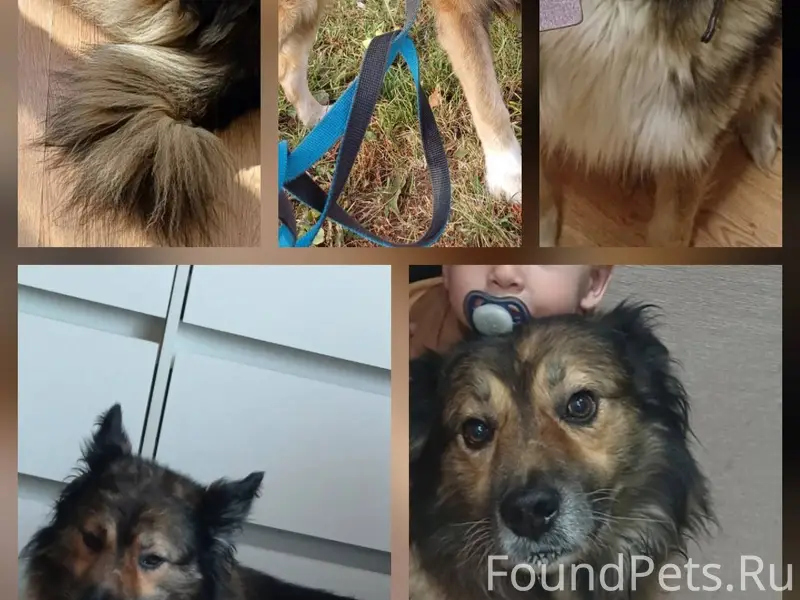 Потерялся пес, кличка Ральф. О...