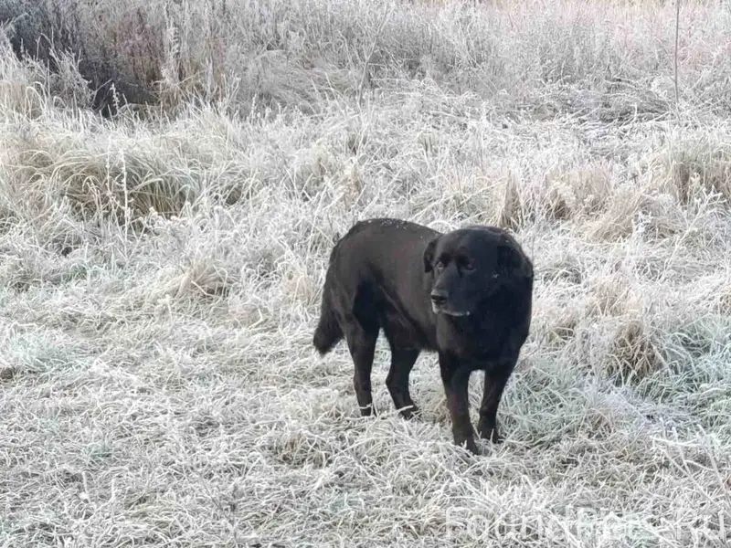 ПОМОГИТЕ НАЙТИ СОБАКУ! И сново...
