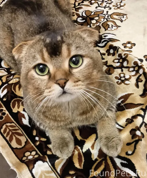 ‼️НАШЛИ КОТА В центре найден к...