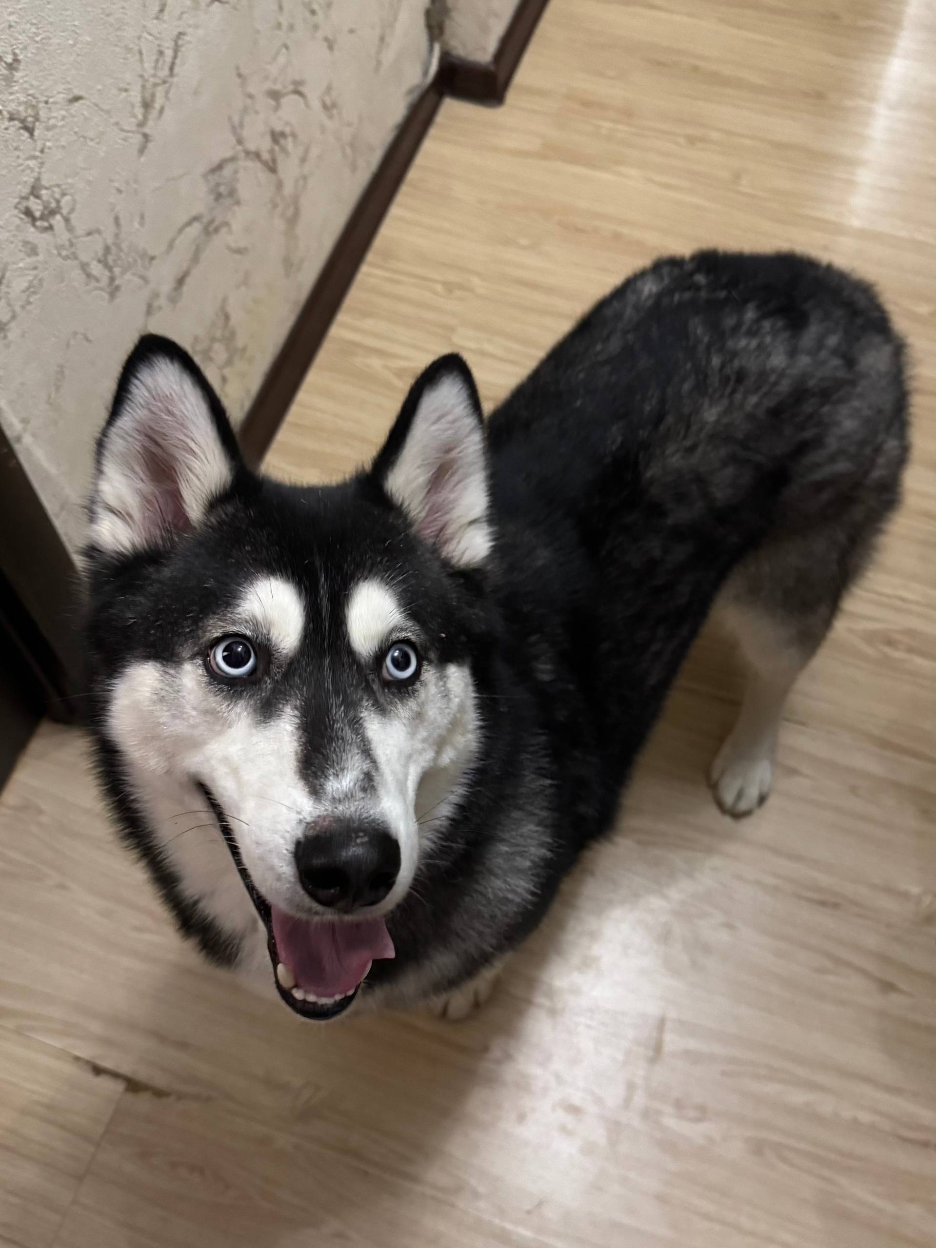 В 3 мкр. найдена собака Хаски....