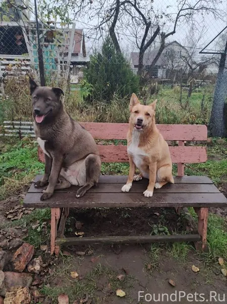 Друзья, убежали собаки, может ...