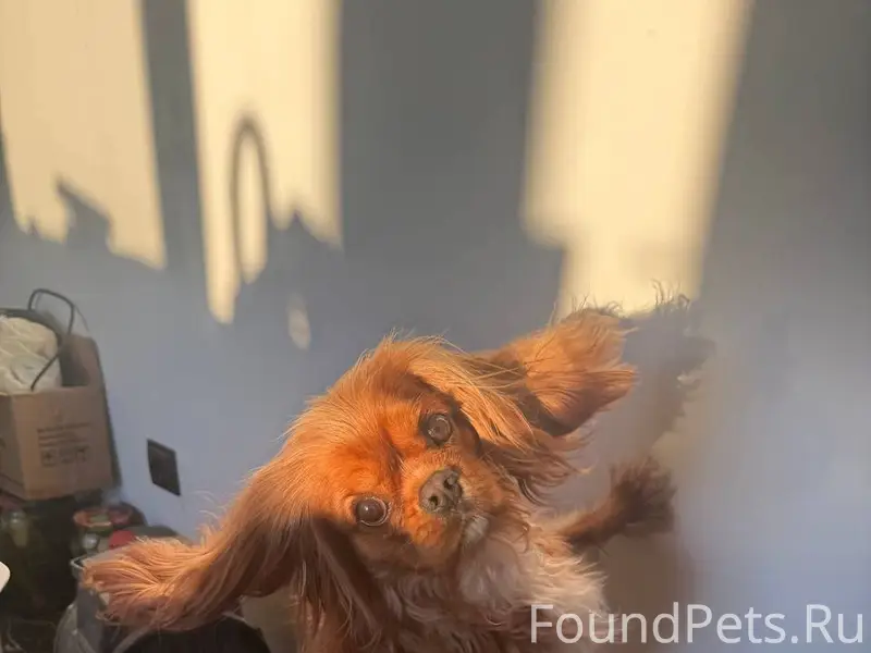 Здравствуйте. Пропал пес - кли...