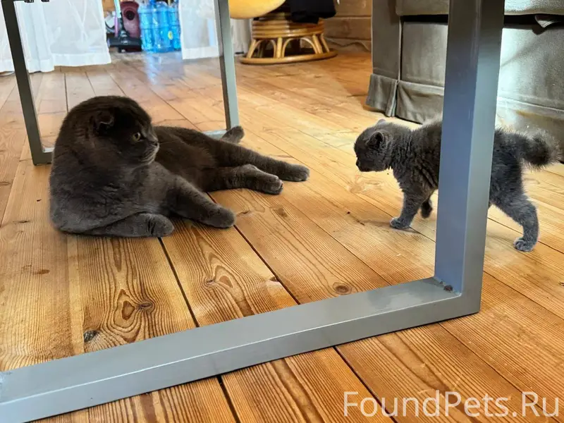 Пропал кот! Посёлок Харитонова...