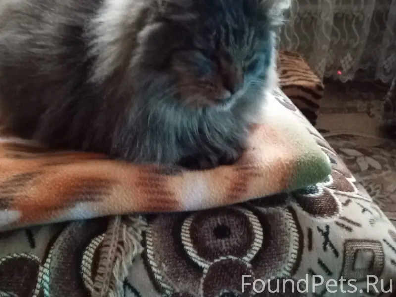 Пропал кот на тверецкой набере...