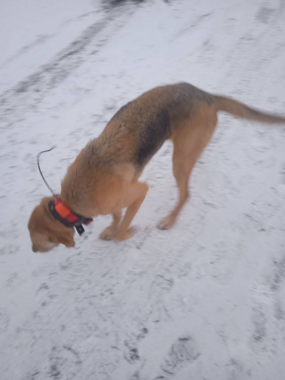 Найдена собака в с. Носовая. Х...