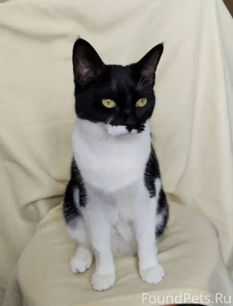 Ищет дом ласковая молодая кошк...