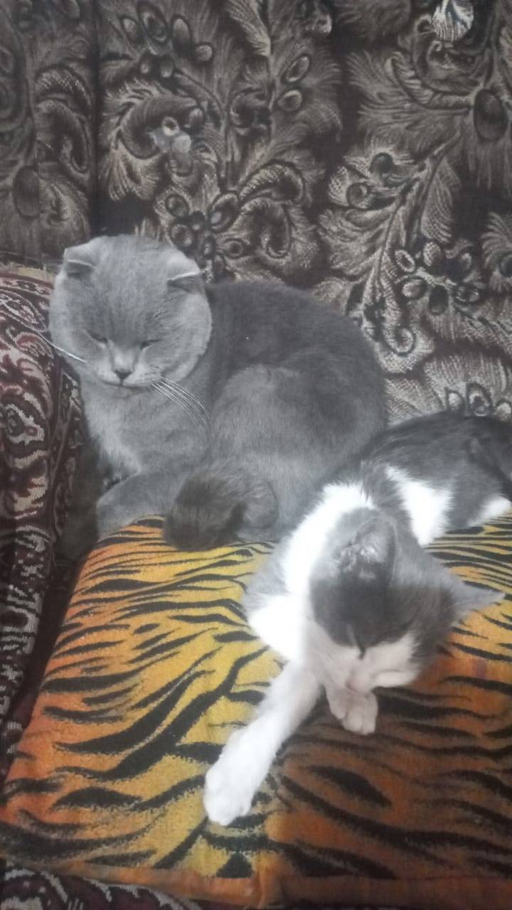 Пропал котенок ул Карла Маркса...