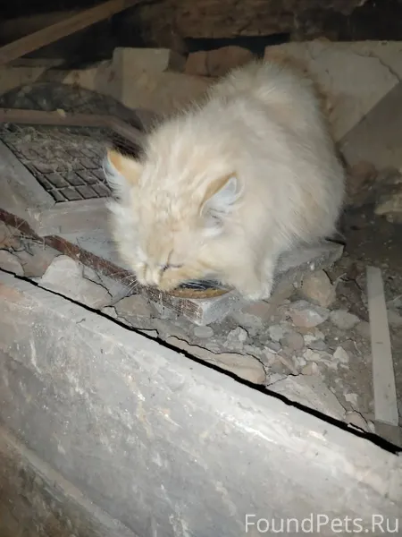 Хозяин, найдись! Сегодня в под...